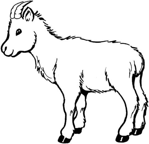 Baby Goat  Coloring Page